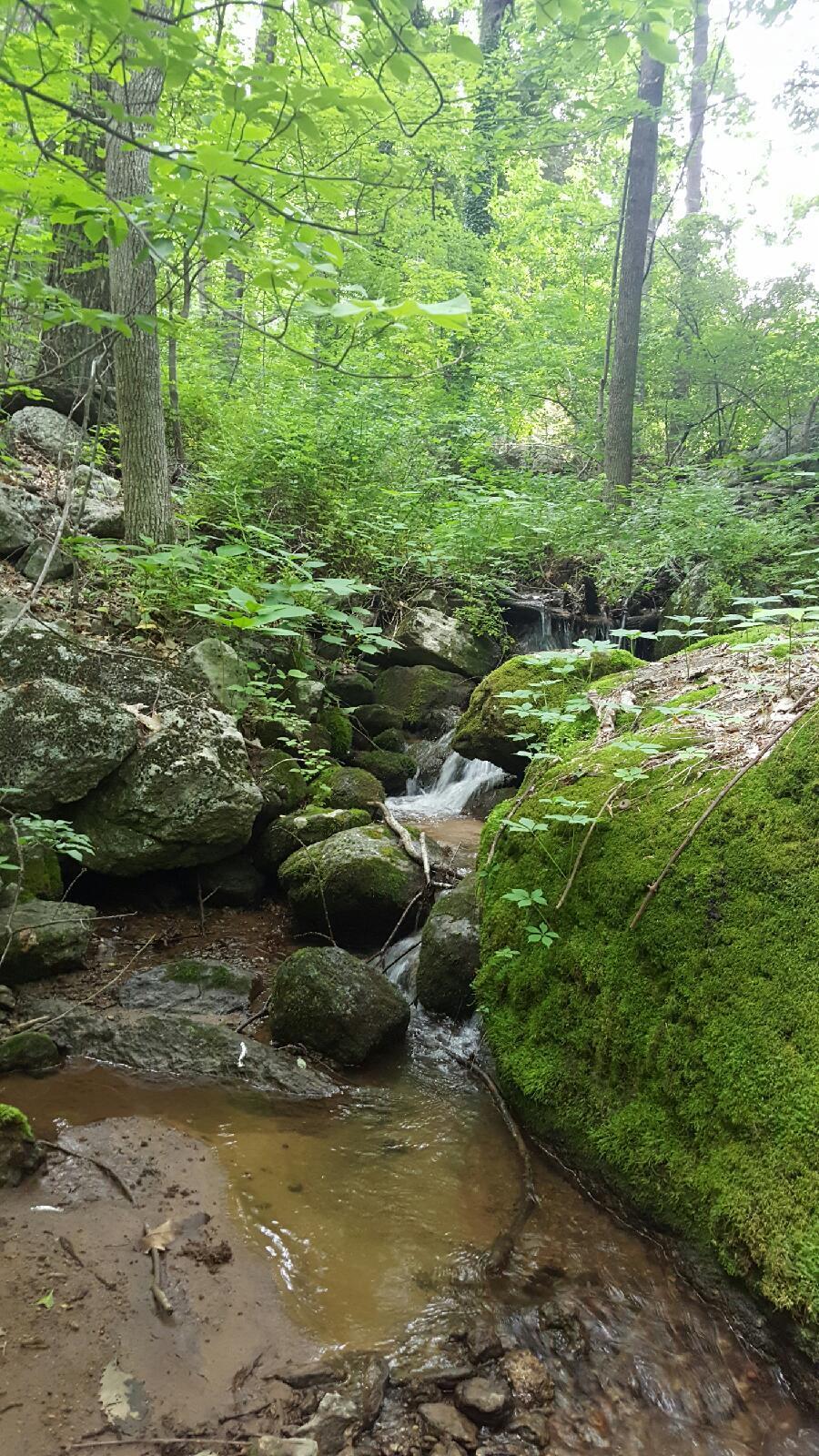 0 Masons Knob Road Boones Mill, VA 24065 - Photo 5 of 5 20251009_Guthrie_Land_IMG_1757