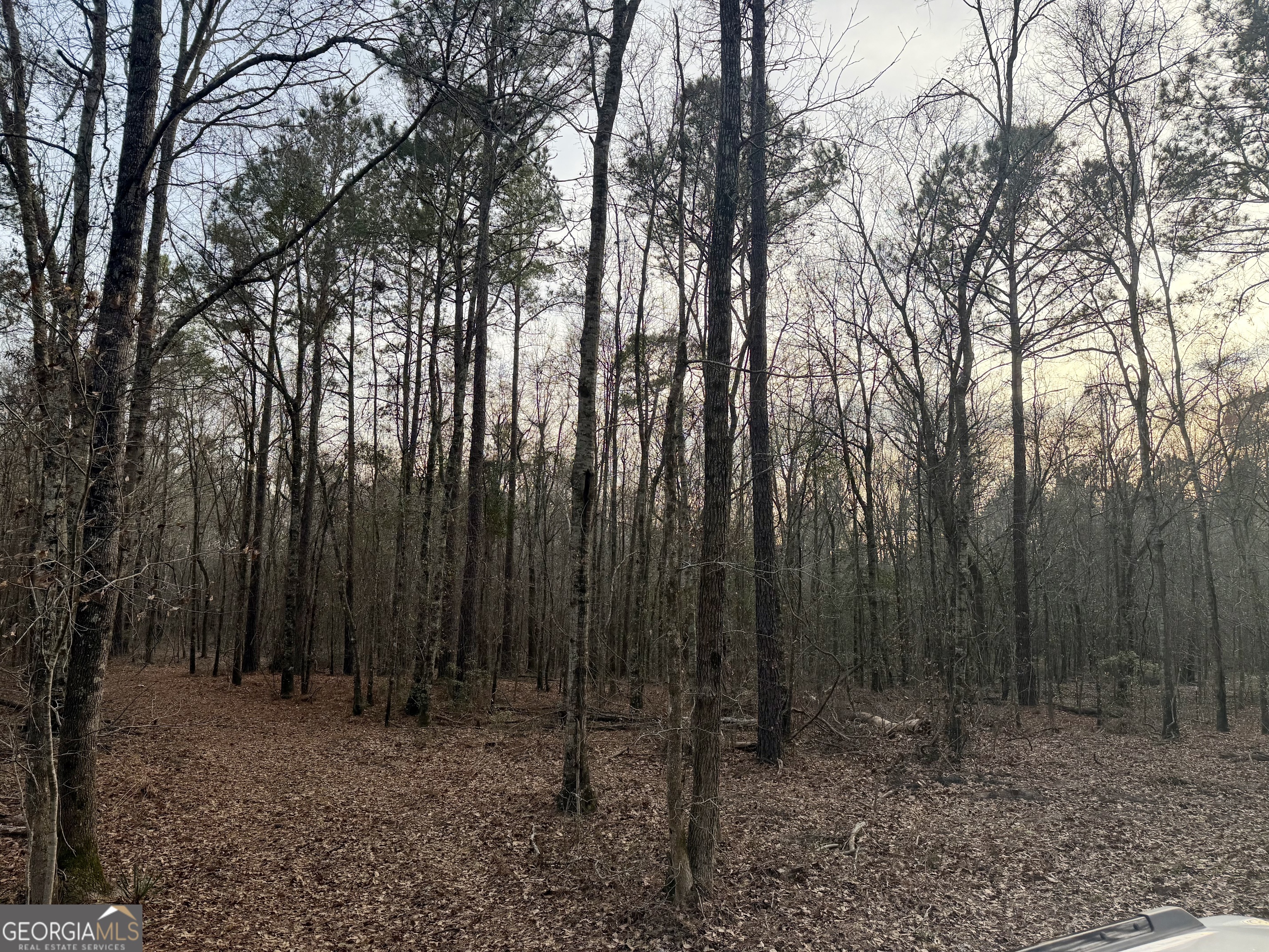 2601 New Evergreen Church Road Cadwell, GA 31009 - Photo 27 of 30 a view of a forest