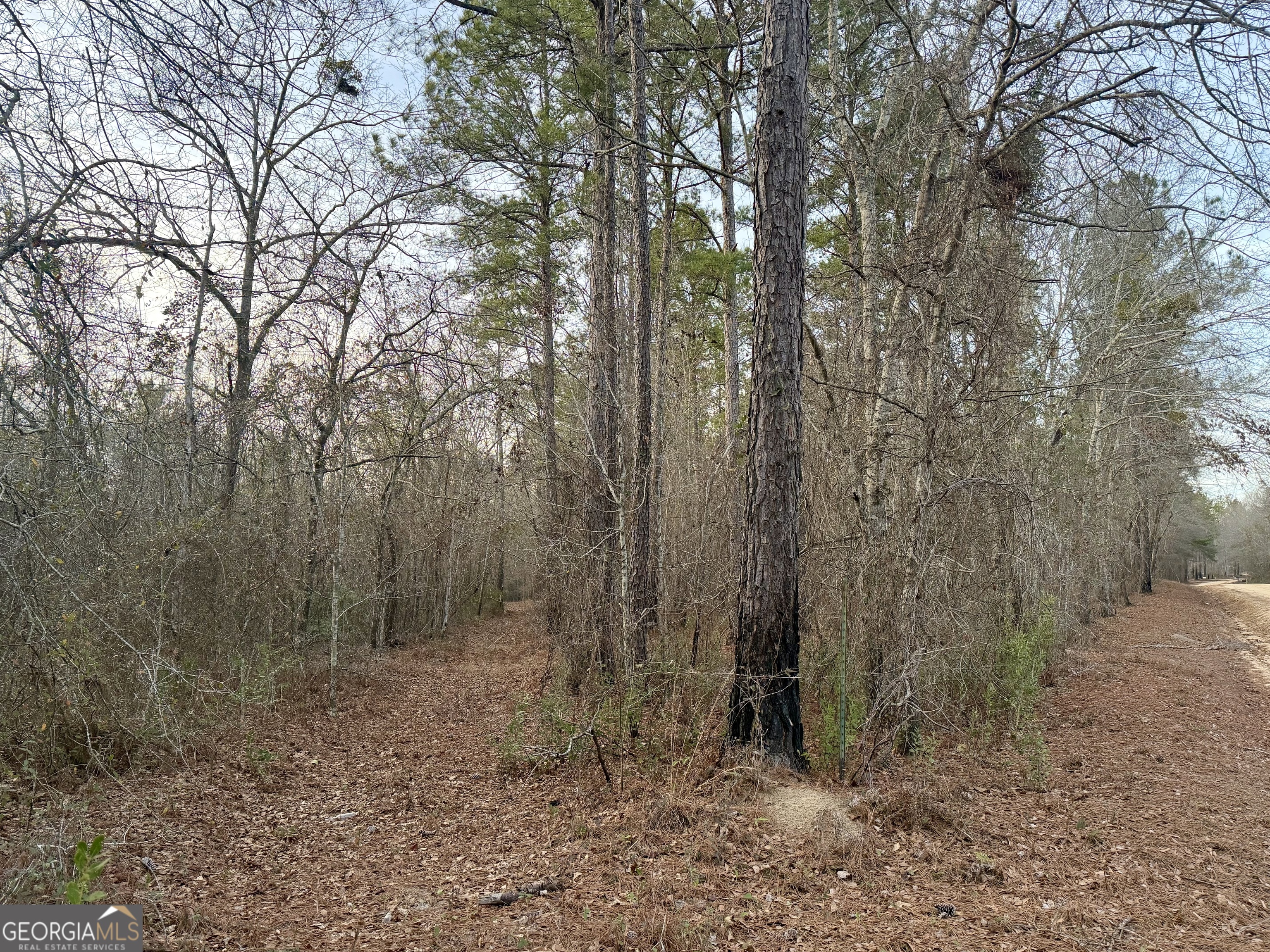 2601 New Evergreen Church Road Cadwell, GA 31009 - Photo 29 of 30 a view of a forest with trees in the background
