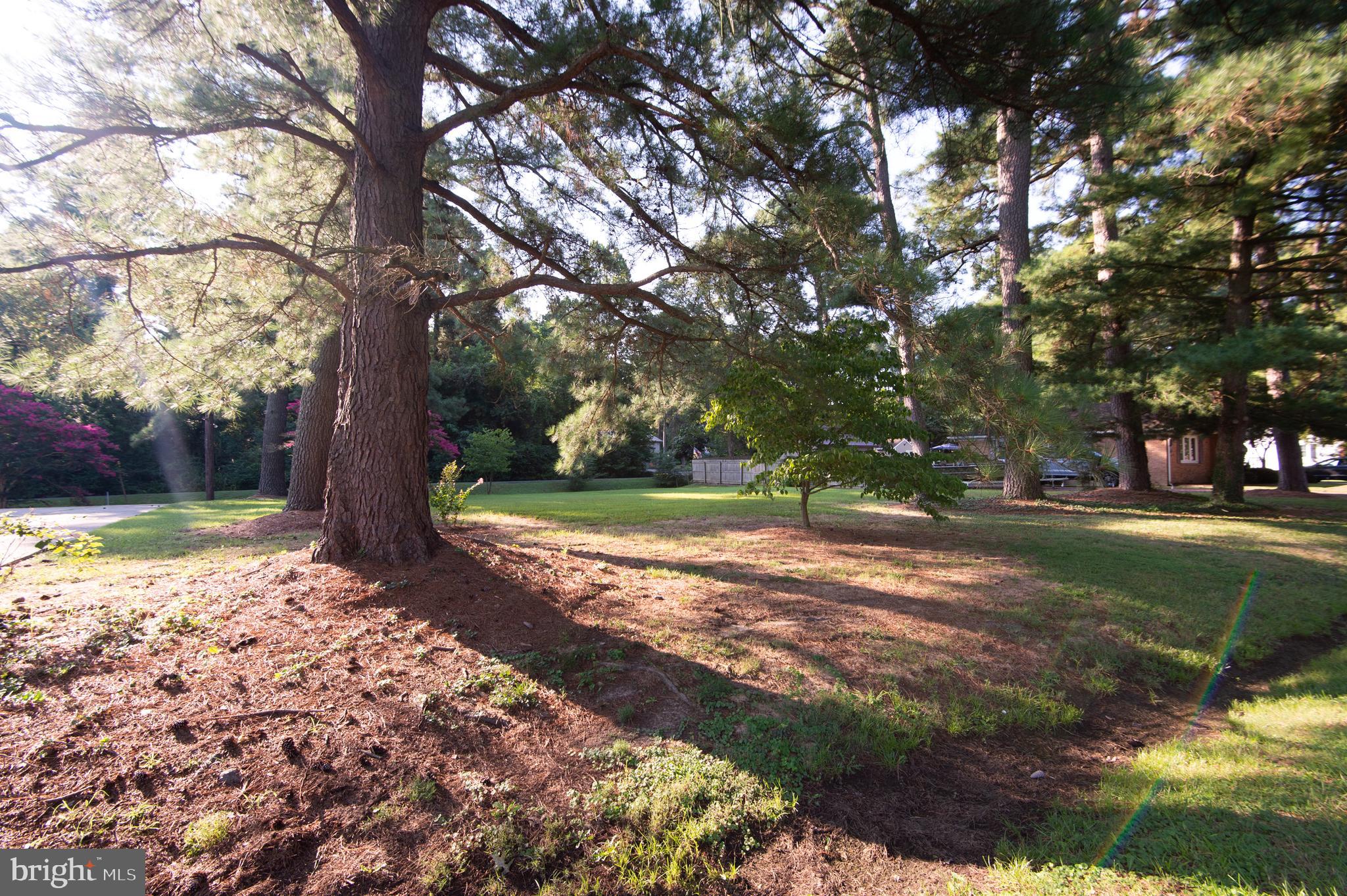 2 Algonquin Road Cambridge, MD 21613 - Photo 3 of 24 Mature Pine Trees