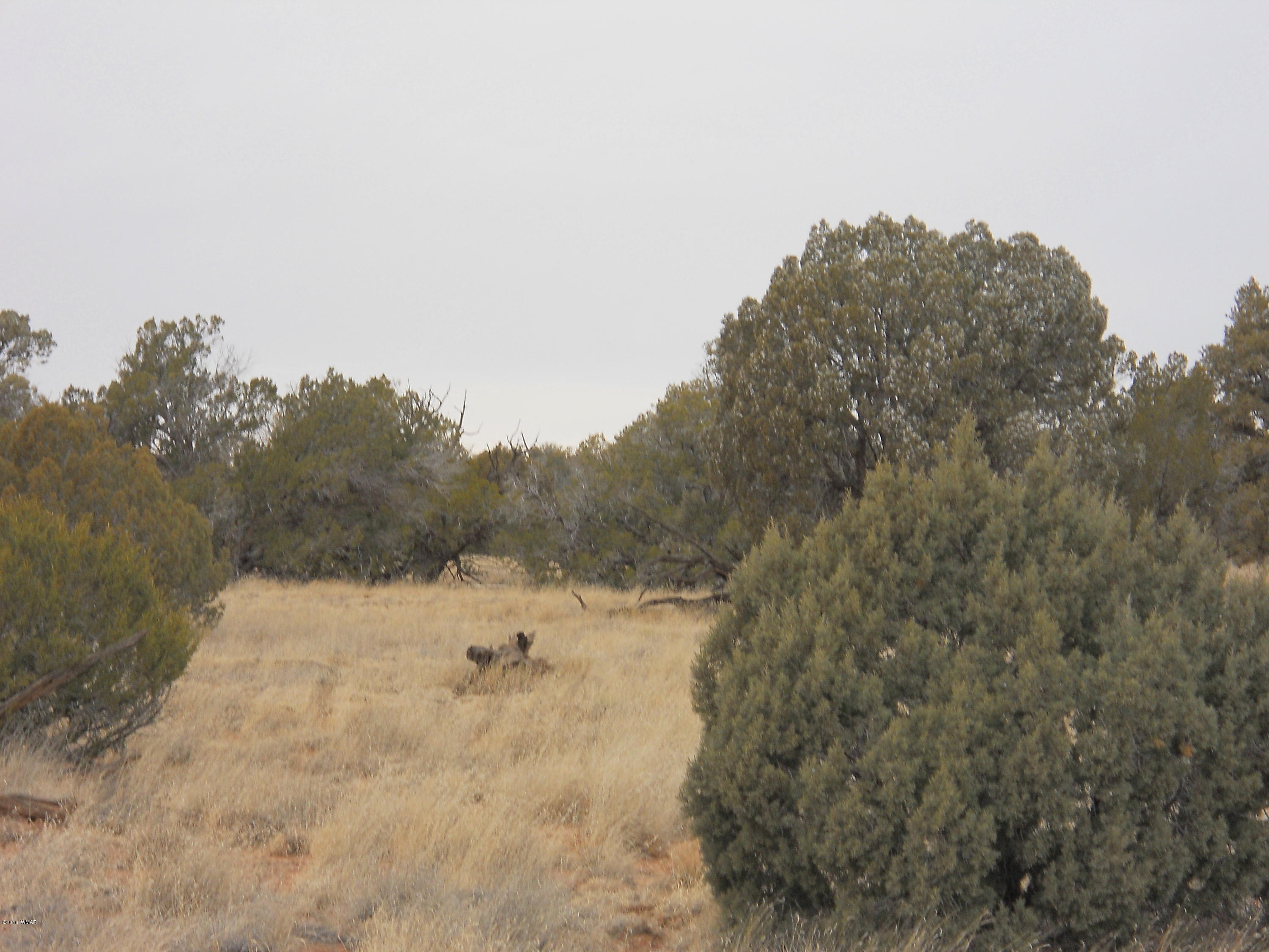 Sw Corner Sw Corner Concho, AZ 85924 - Photo 6 of 10