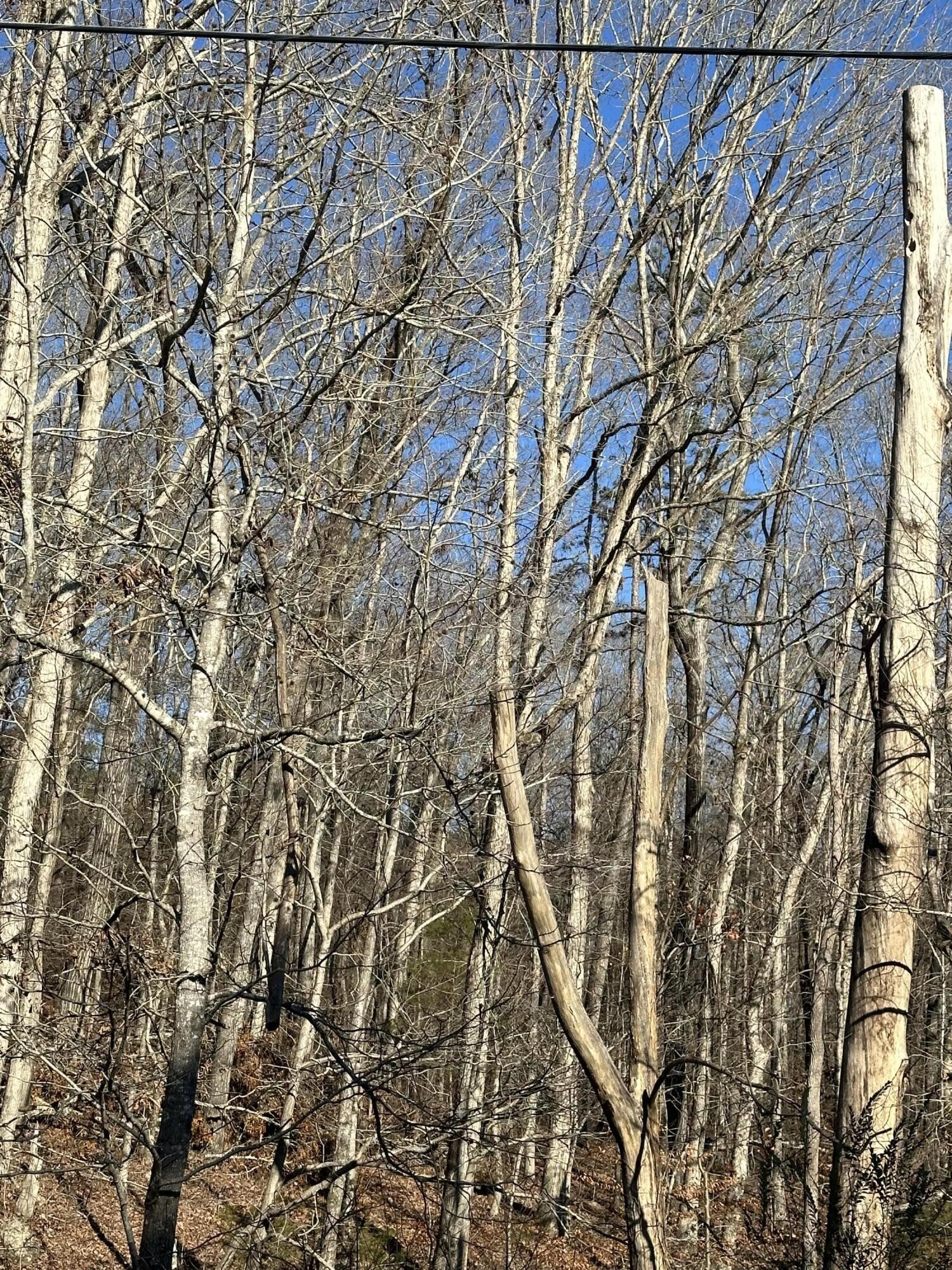 2 Lower River Road Northwest Charleston, TN 37310 - Photo 2 of 4