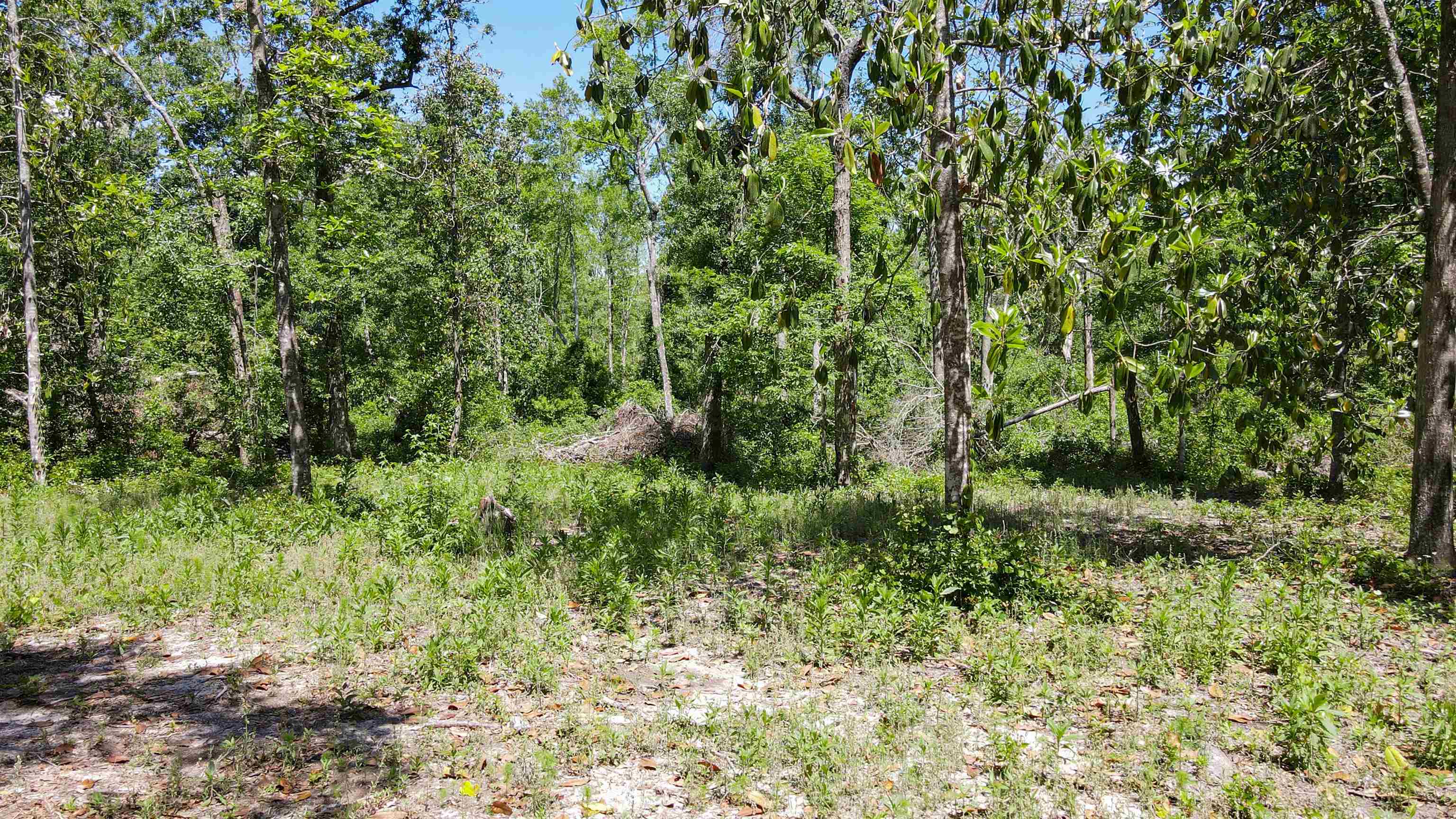 504 Northeast Homesite Road Madison County, FL 32340 - Photo 19 of 28