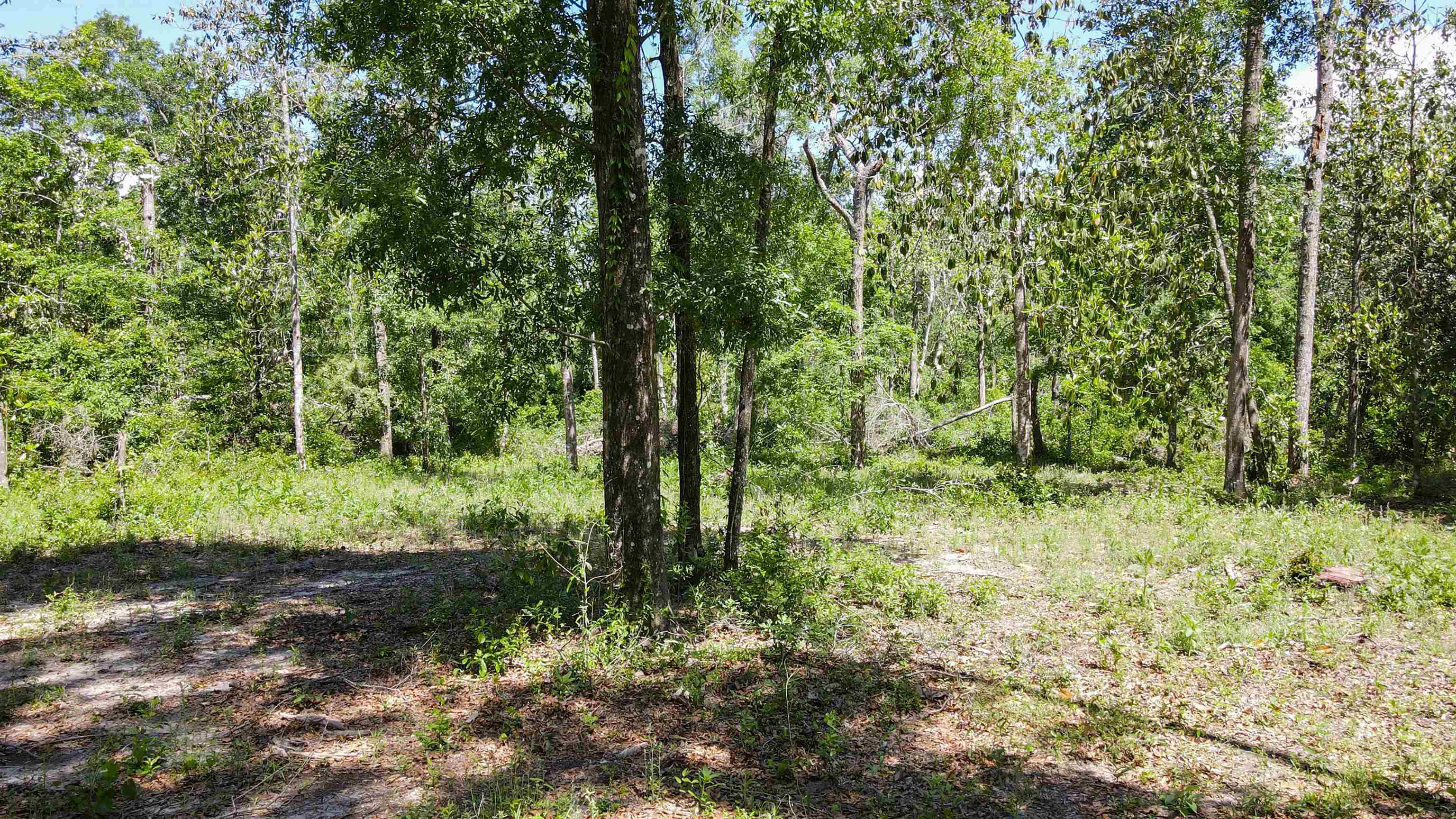 504 Northeast Homesite Road Madison County, FL 32340 - Photo 9 of 28