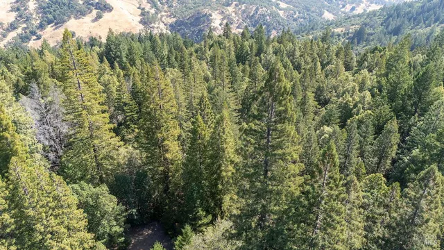 a view of a forest with a tree