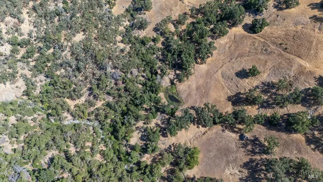 a view of a lush green forest