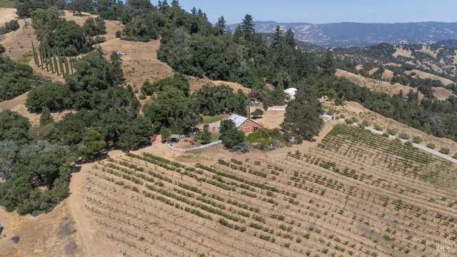 a view of a backyard with plants and large trees