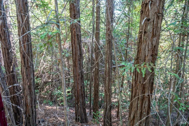 a view of a forest with trees in the background