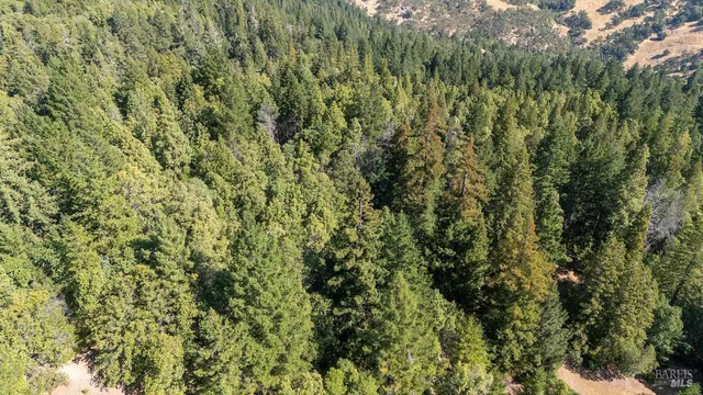 a view of a forest with a tree