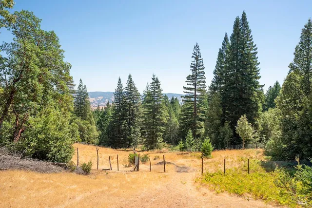 a view of a forest with trees in the background
