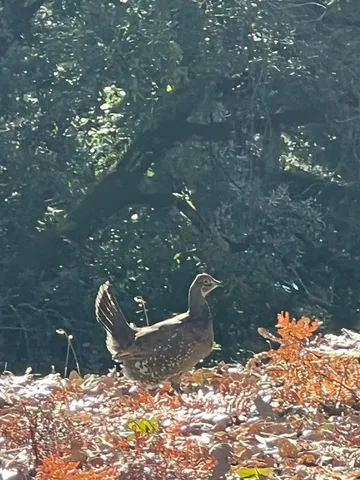 $750,000 | 30401 Hwy 128 Highway, Cloverdale, CA 95425