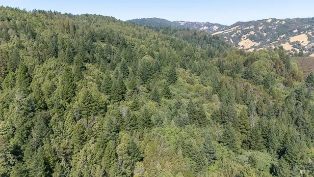 a view of a forest with a street