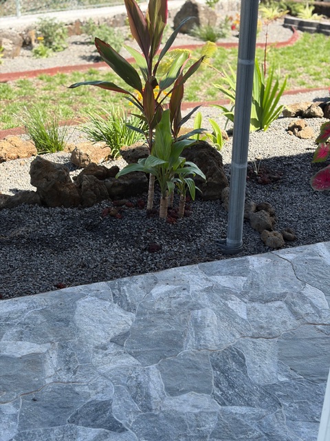 856 Ho'olala Place Hilo, HI 96720 - Photo 10 of 30 a view of a backyard with plants