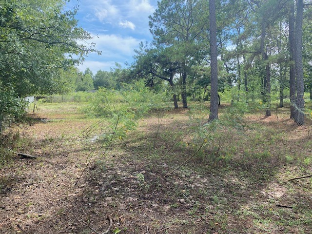 0 Firetower Road Conroe, TX 77306 - Photo 13 of 15 a view of a forest with trees in the background