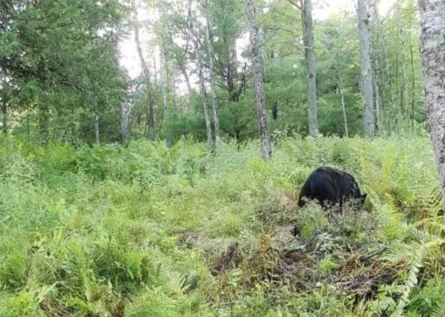 $125,000 | -vl Poplar Avenue, White Cloud, MI 49349