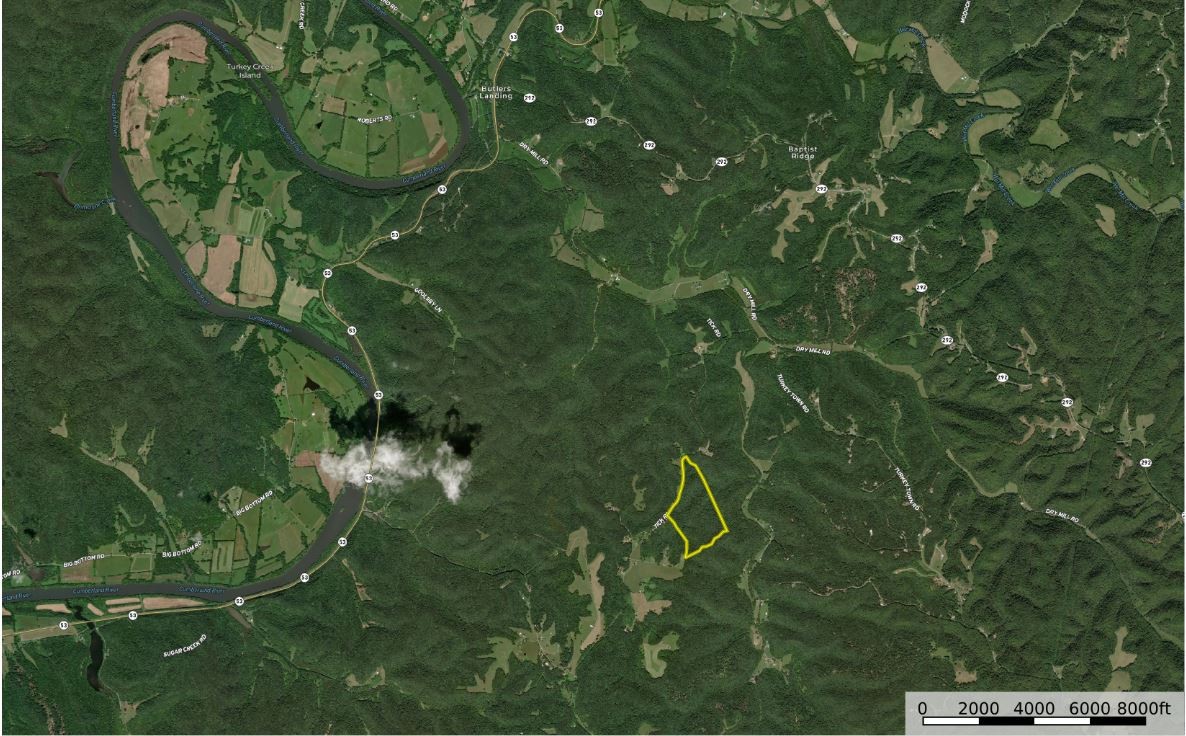 0 Tick Road Hilham, TN 38568 - Photo 13 of 14 a view of a plant in a garden