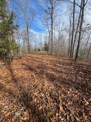 a view of a yard with large trees