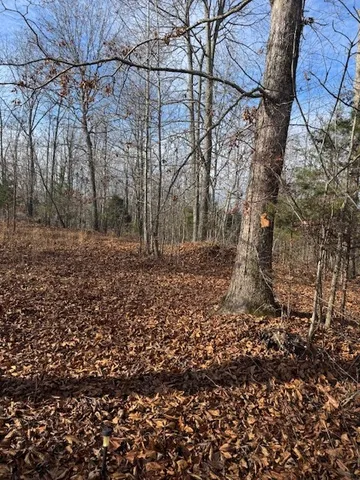 a view of a yard with large trees