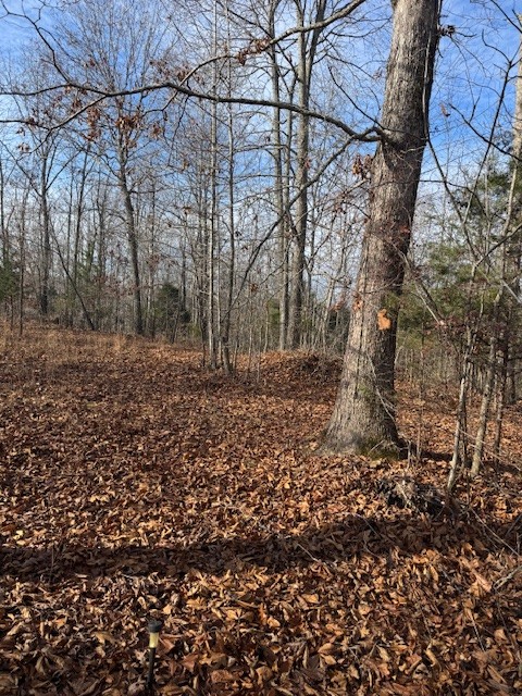0 Tick Road Hilham, TN 38568 - Photo 6 of 14 a view of a yard with large trees