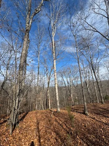 a view of a yard with a large tree