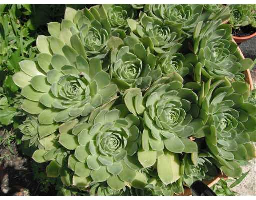 708 Webster Terrace Pittsburgh, PA 15219 - Photo 5 of 5 Exterior Front.