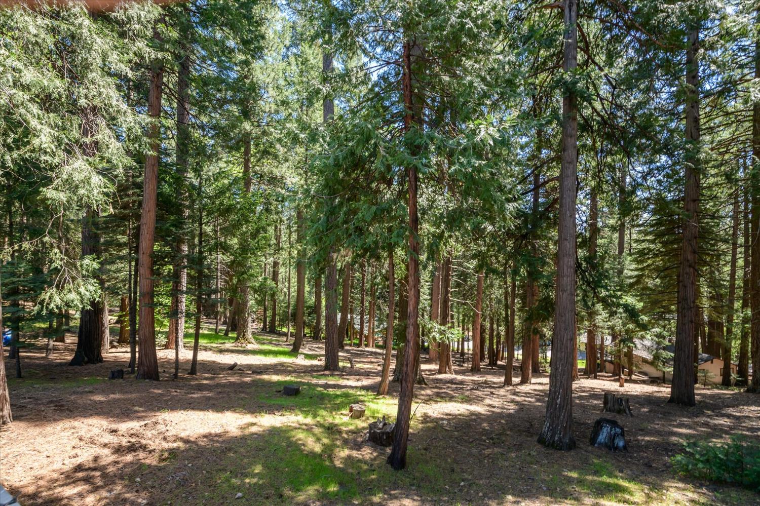 6480 Granite Trail Pollock Pines, CA 95726 - Photo 21 of 23 a view of a yard with large trees