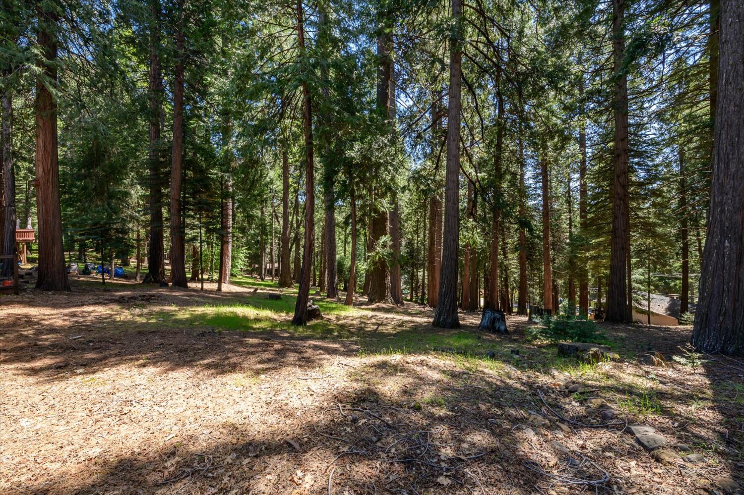 6480 Granite Trail Pollock Pines, CA 95726 - Photo 22 of 23 a backyard of a house with lots of green space