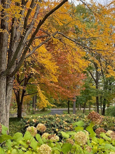 33W179 Surrey Road Wayne, IL 60184 - Photo 37 of 39 a view of a yard with large tree