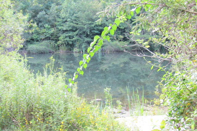 881 Deep Water Road Crossville, TN 38571 - Photo 22 of 40 Pond Area