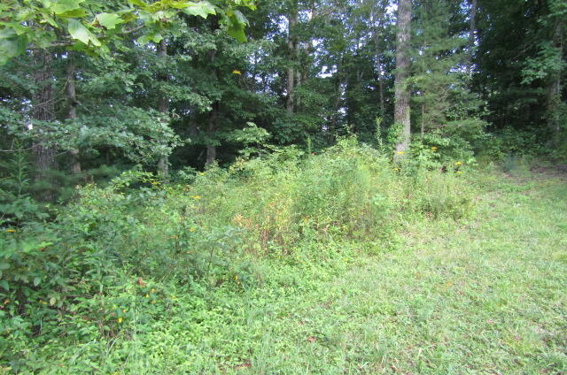 881 Deep Water Road Crossville, TN 38571 - Photo 25 of 40 Back Yard