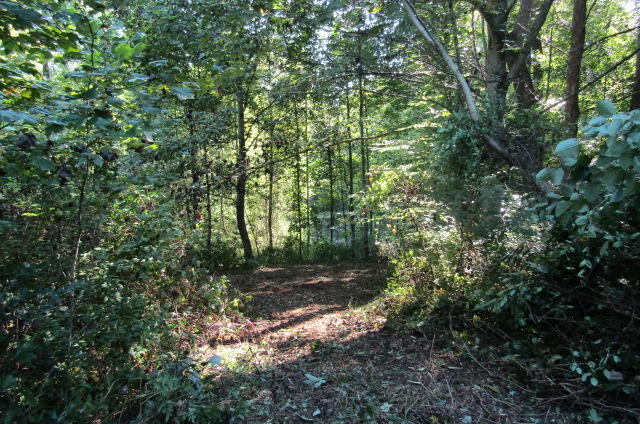881 Deep Water Road Crossville, TN 38571 - Photo 38 of 40 Path to River