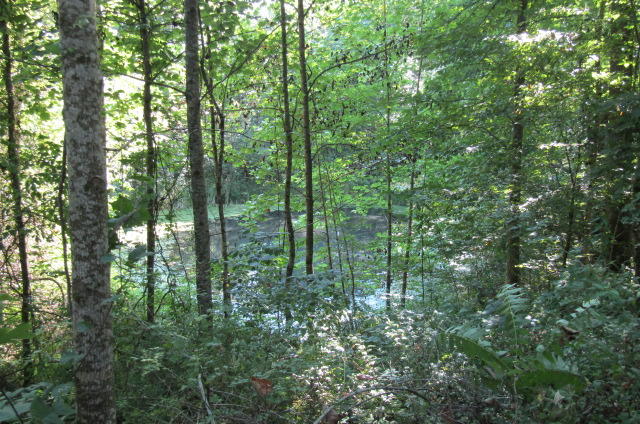881 Deep Water Road Crossville, TN 38571 - Photo 39 of 40 Lower Pond