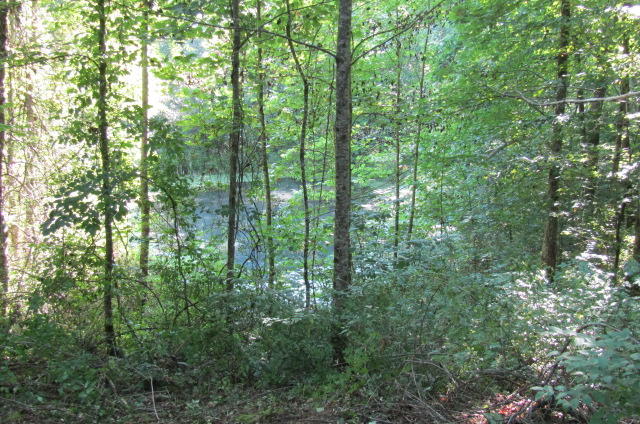 881 Deep Water Road Crossville, TN 38571 - Photo 40 of 40 Lower Pond