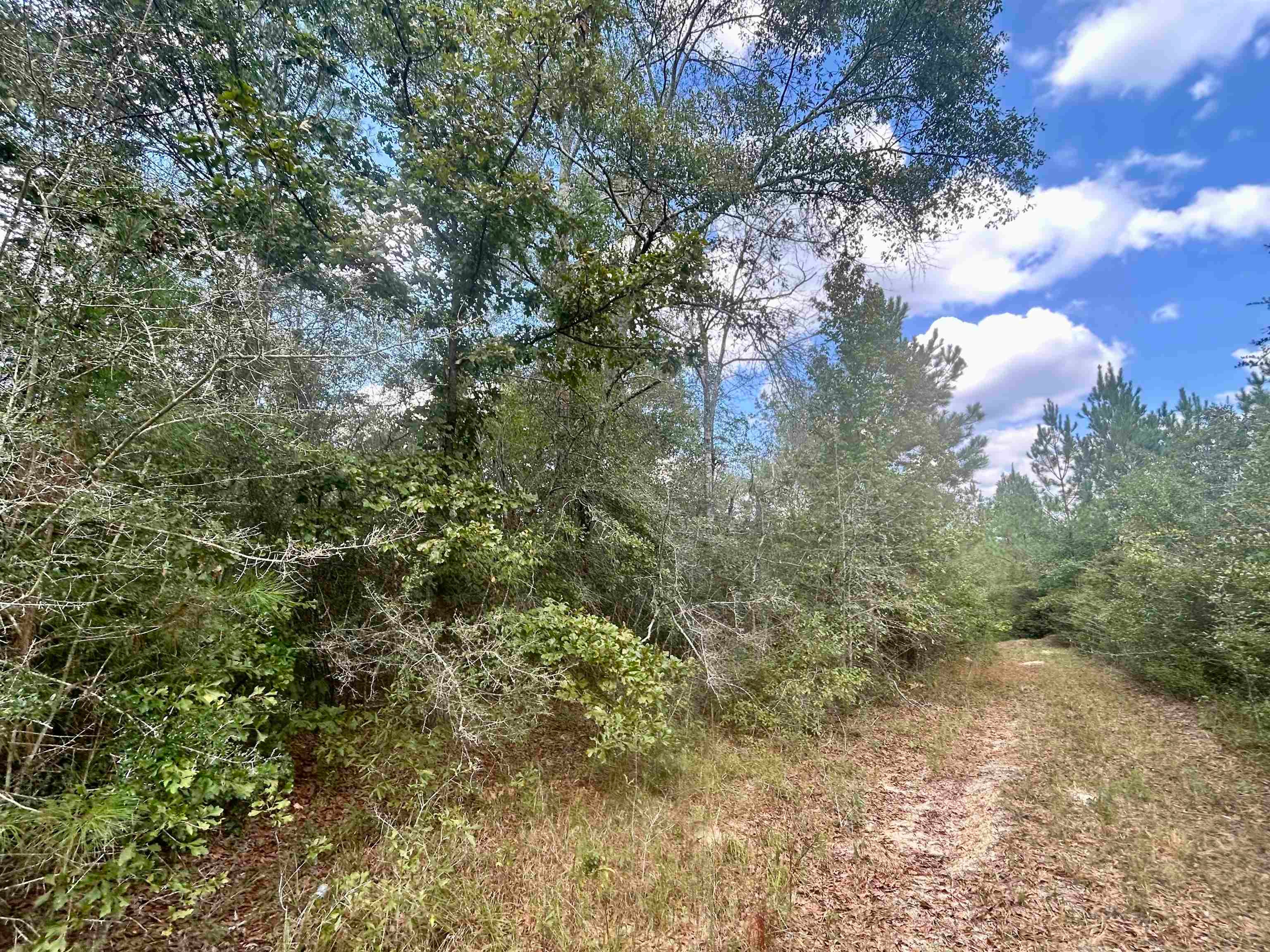Babbie Road Andalusia, AL 36421 - Photo 6 of 15 Gallery Image 6