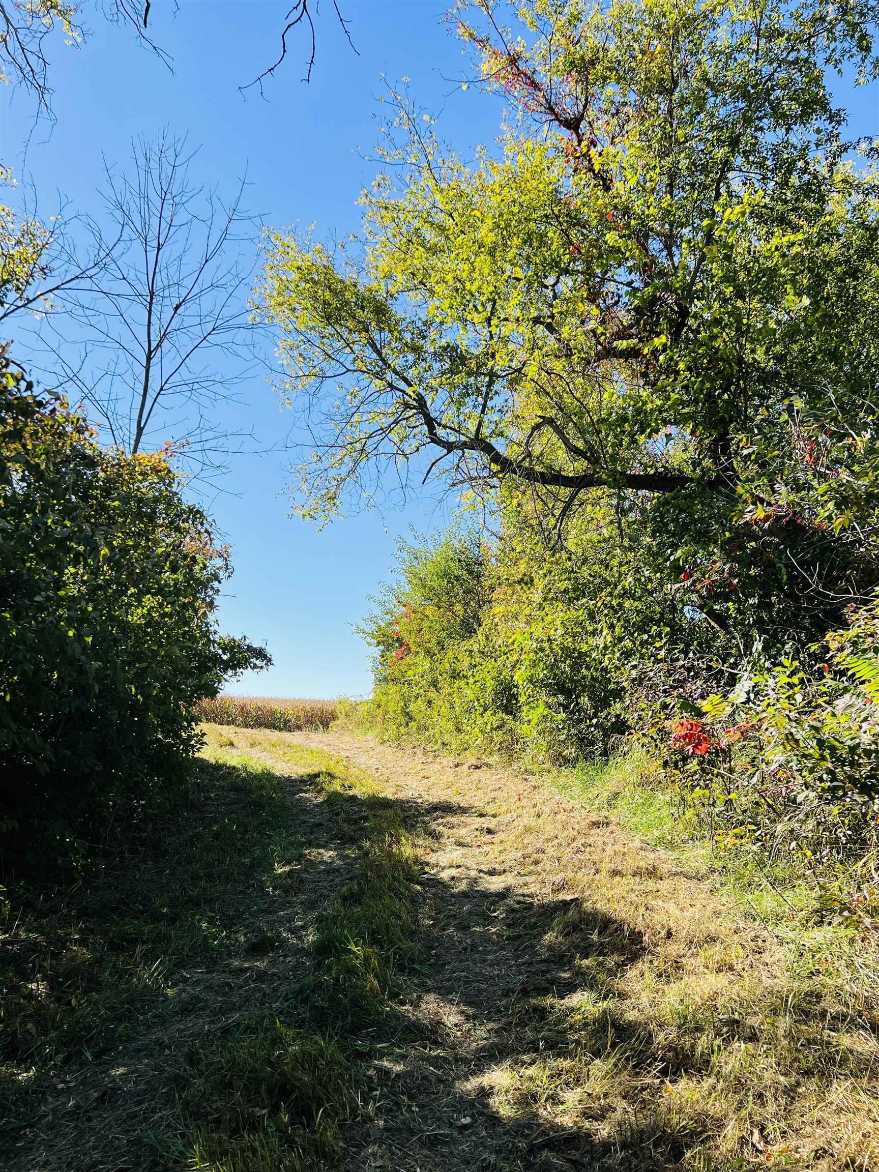 16126 South Loran Road Mount Carroll, IL 61053 - Photo 6 of 17 a view of a tree with a yard