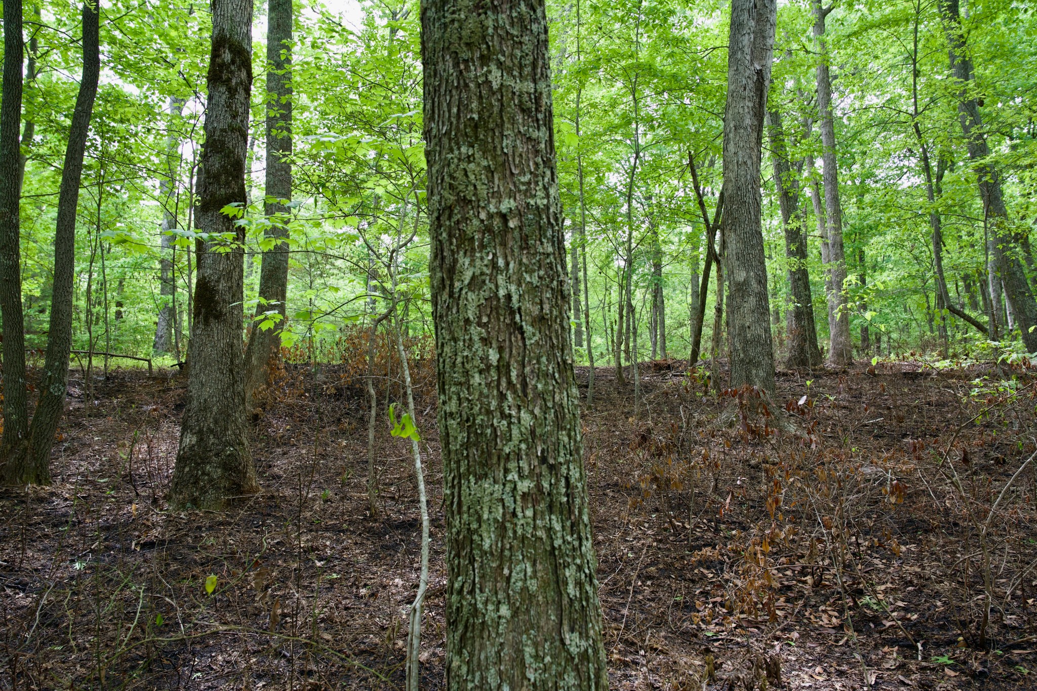 0 Hills Cemetery Road Spencer, TN 38585 - Photo 16 of 19 a view of a forest that has large trees