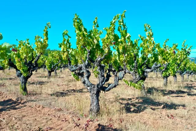 $4,950,000 | 25845 Dutcher Creek Road, Cloverdale, CA 95425