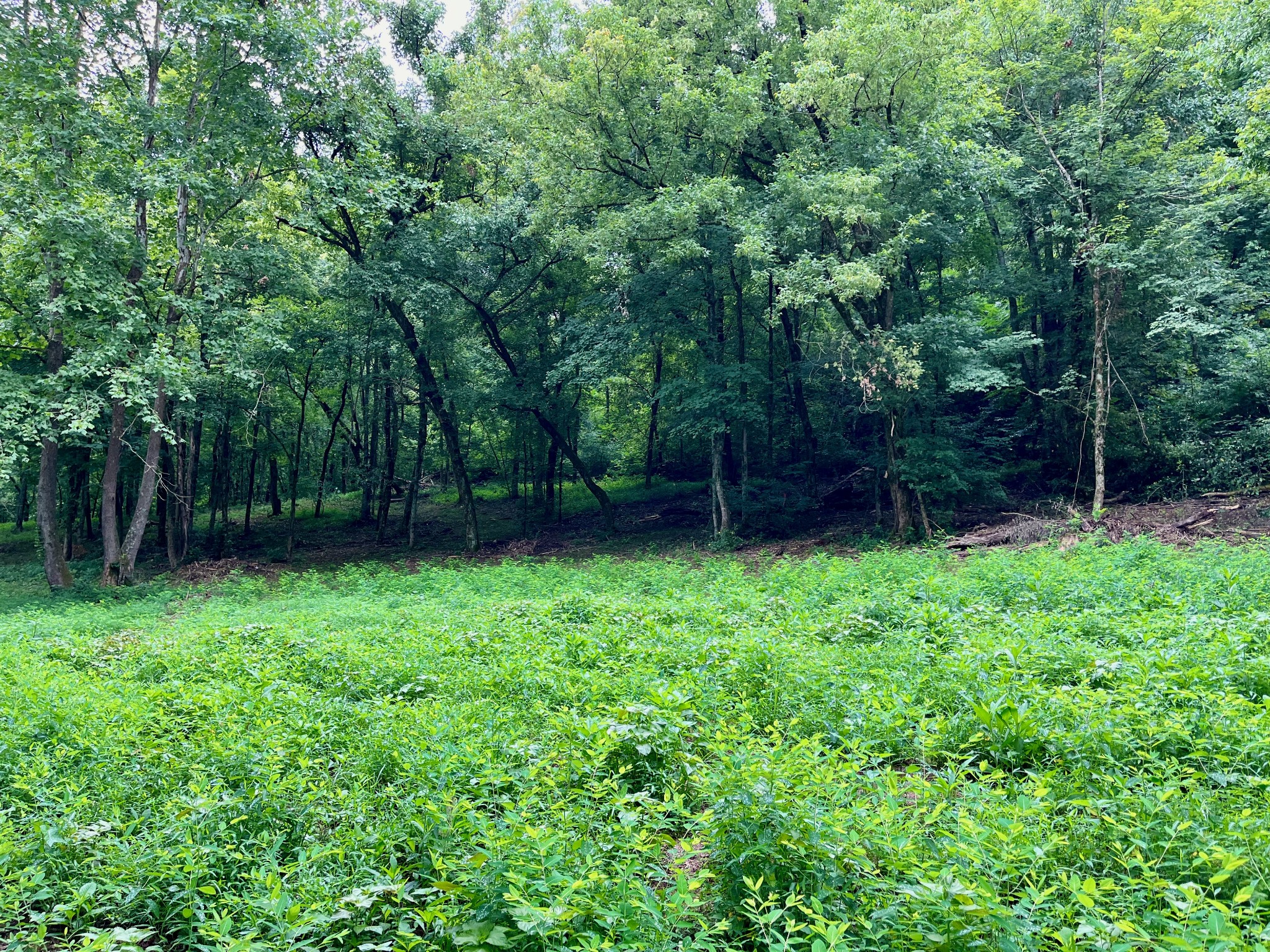 135 Dillehay Hollow Road Pleasant Shade, TN 37145 - Photo 35 of 47