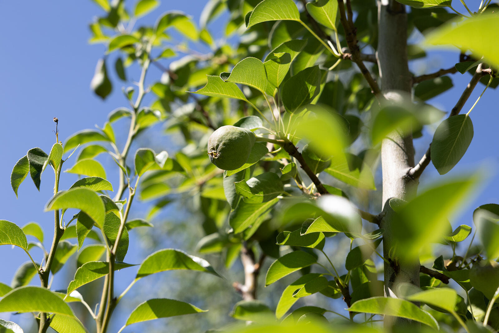 980 Cutters Drive Hailey, ID 83333 - Photo 56 of 56 Fruit Trees