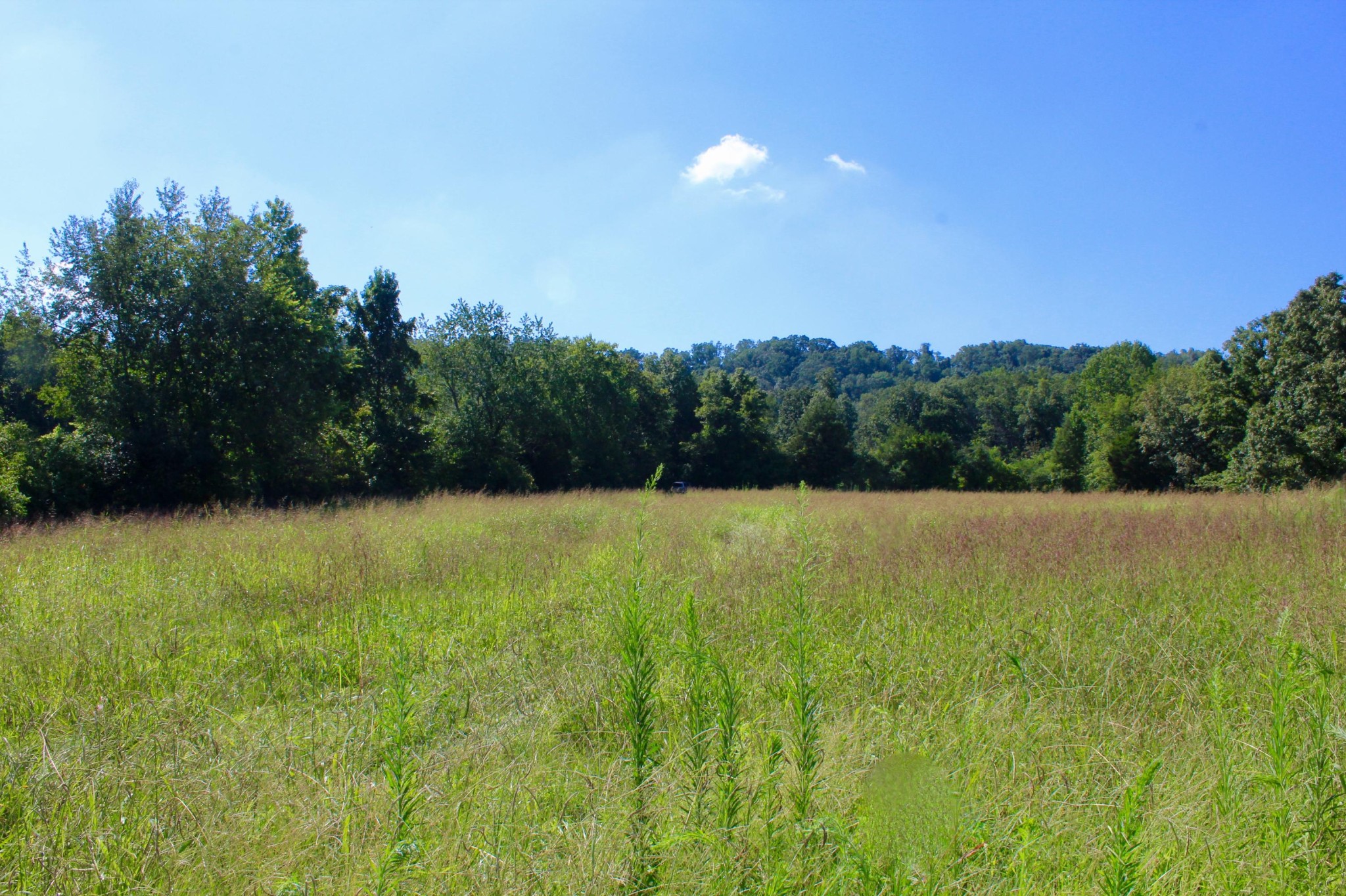 10121 Rutledge Pike Corryton, TN 37721 - Photo 4 of 11 a view of a yard
