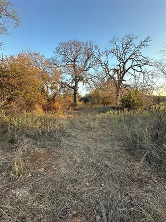 a view of a yard with a tree