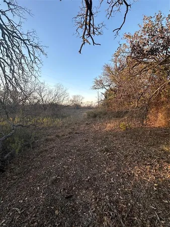 a view of a tree in a yard
