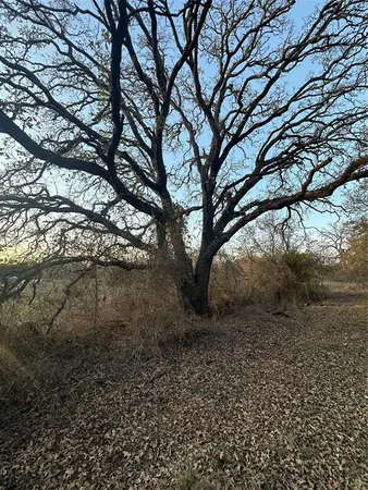 a view of a field with large trees