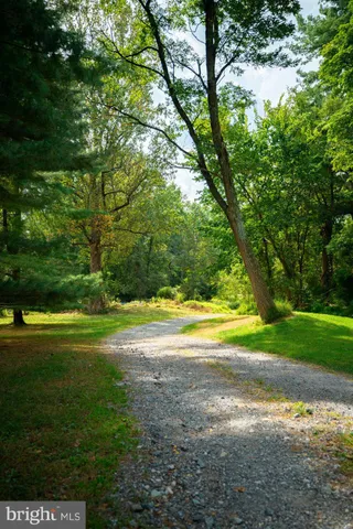 a view of a yard with a large trees