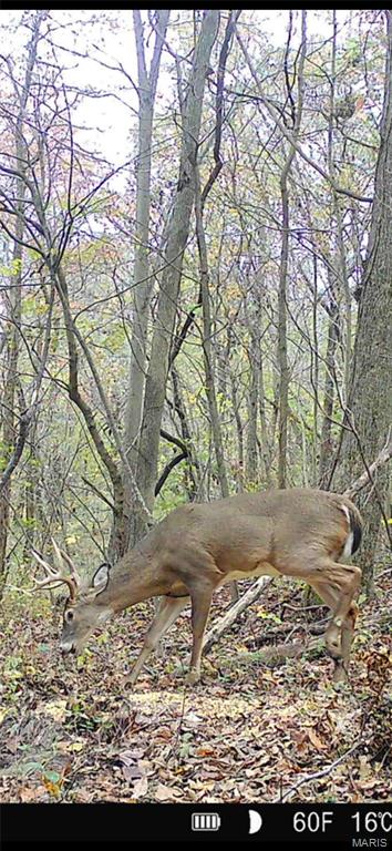6483 Wayne Rte P Lowndes, MO 63951 - Photo 31 of 37