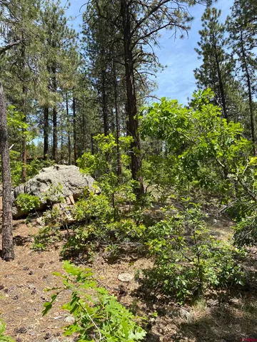 a view of a yard with plants and trees