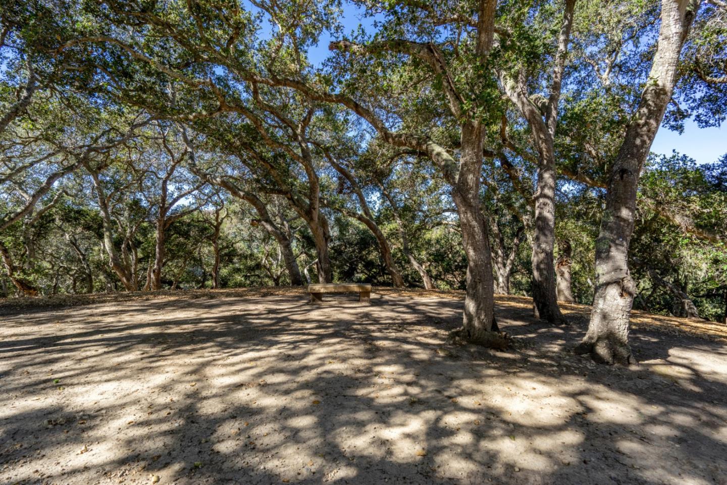 35 Rancho San Carlos Road Carmel, CA 93923 - Photo 40 of 47 a view of a tree in the middle of a yard