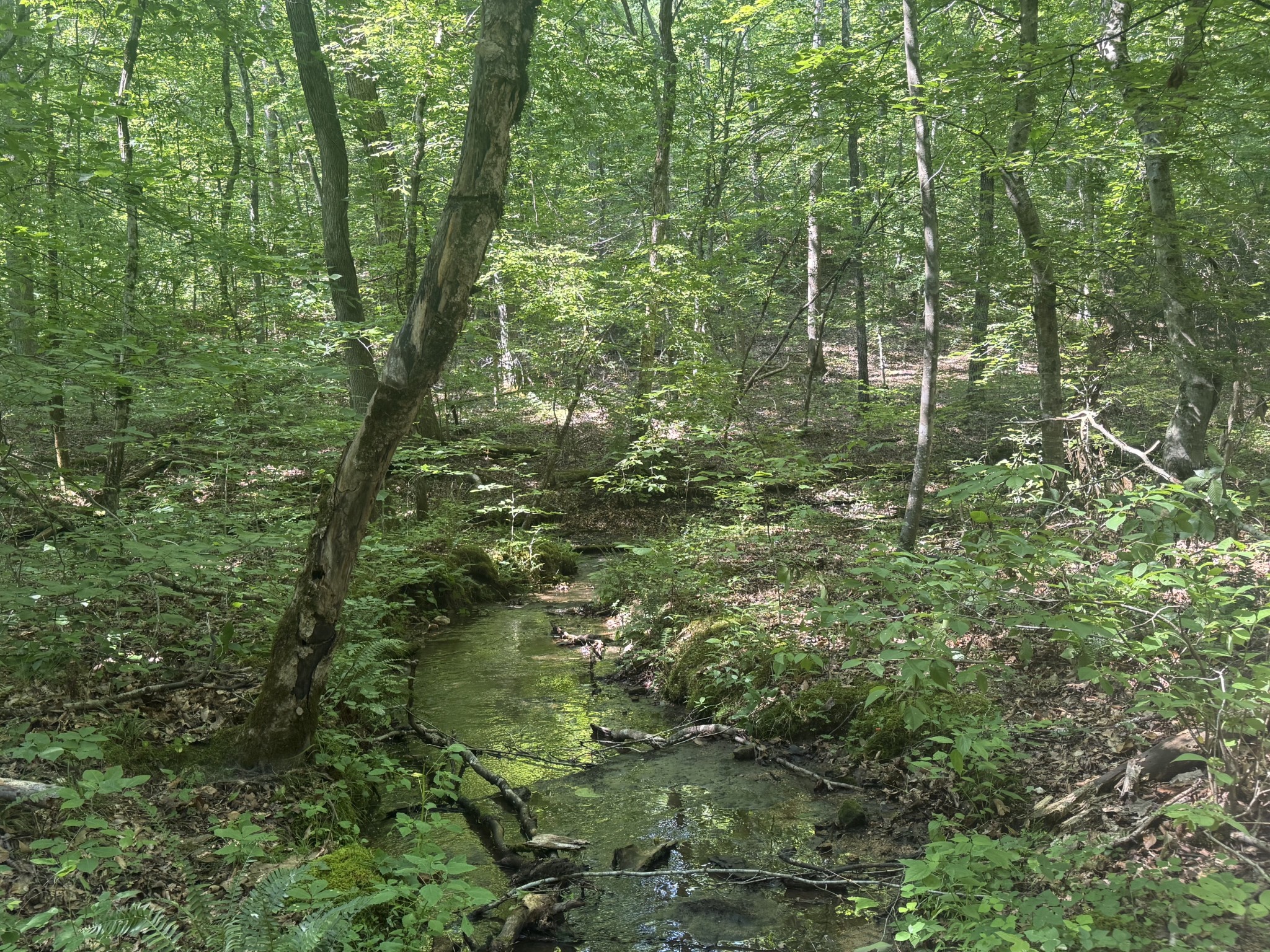 0 Toll Hollow Road Waynesboro, TN 38485 - Photo 23 of 43