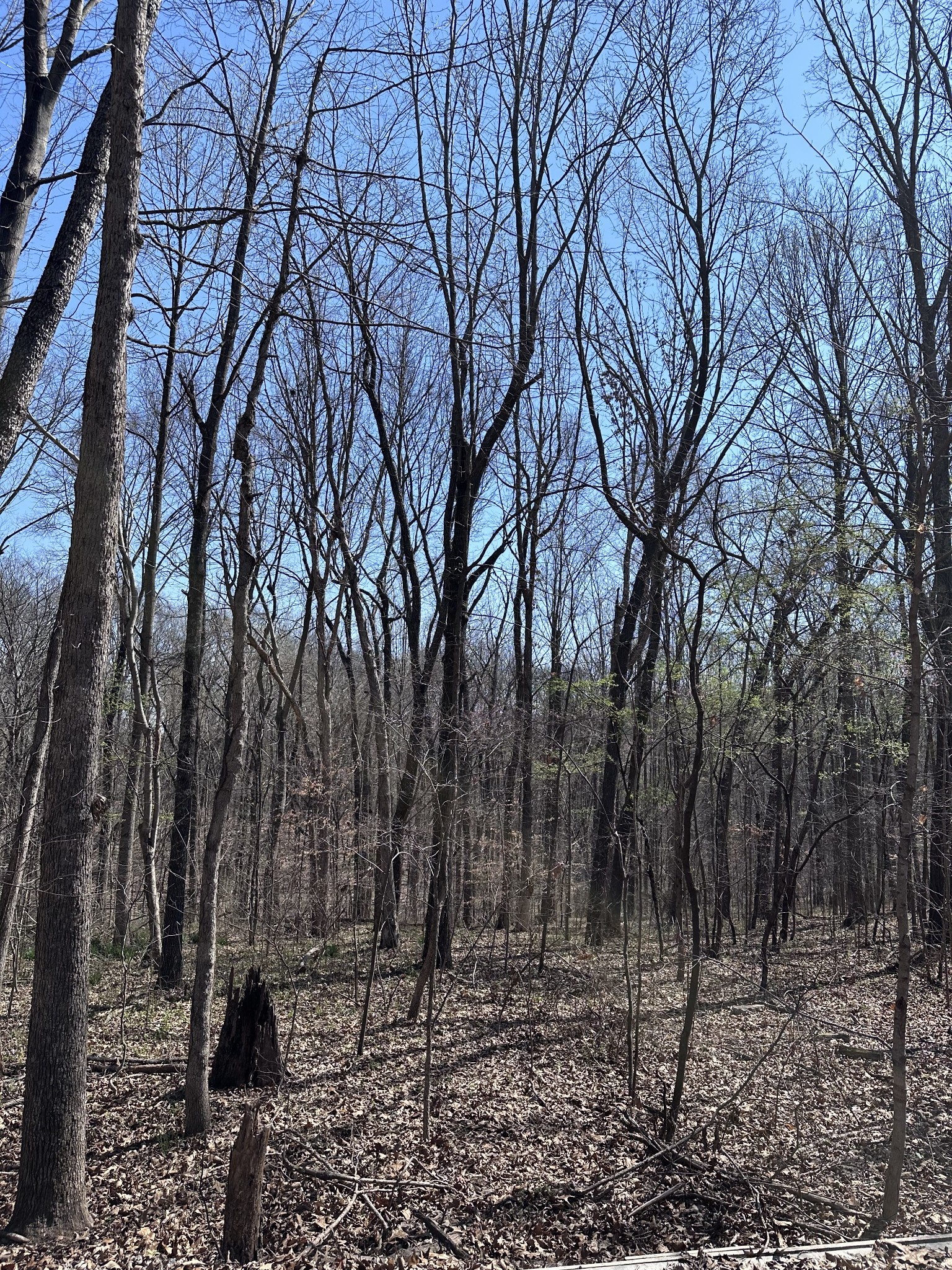 0 Campbell Road Cross Plains, TN 37049 - Photo 6 of 19