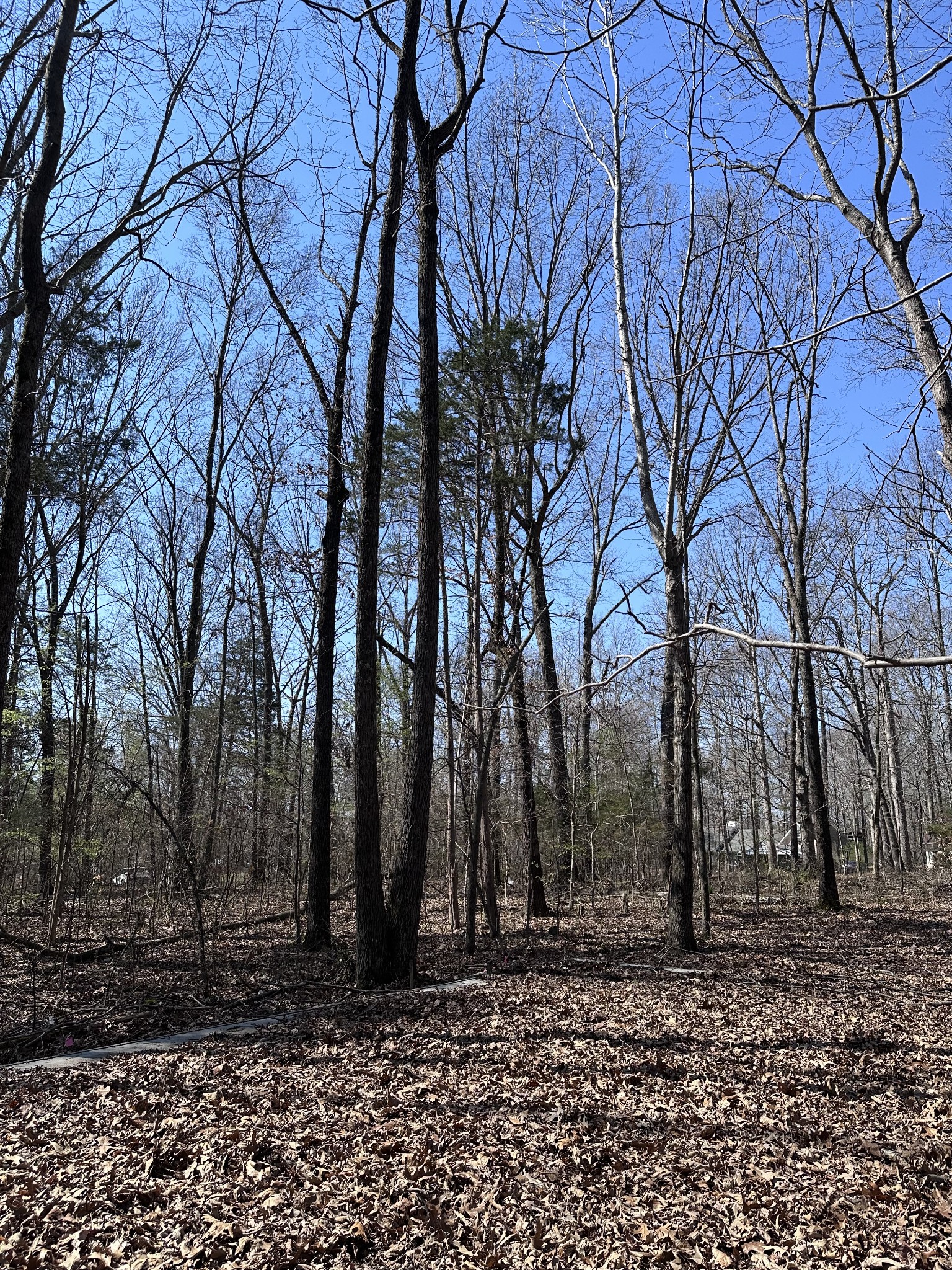 0 Campbell Road Cross Plains, TN 37049 - Photo 7 of 19